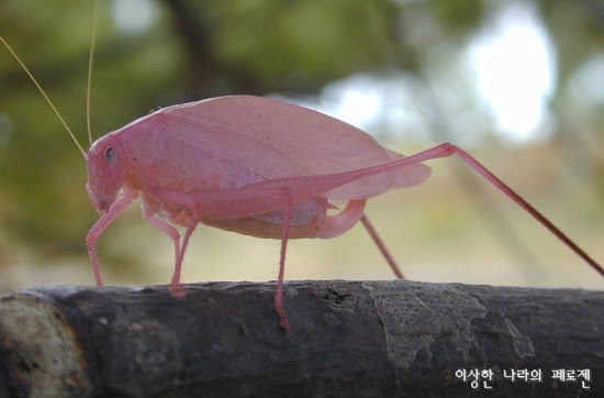 [희귀동물] 세상에서 가장 신기한 동물 곤충, 신기한사진, 왕사마귀 / 페로젠 : 네이버 블로그