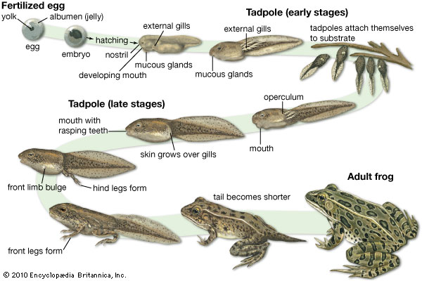 history-of-embryology