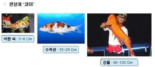 코이 이미지