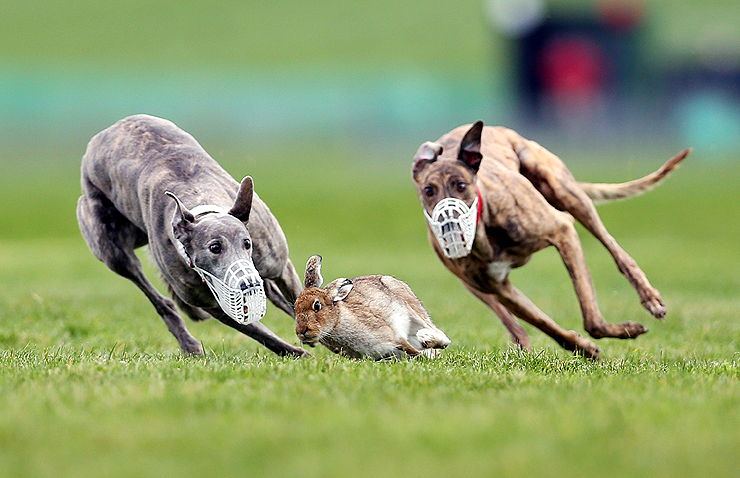 Best Dog For Hare Coursing Best Dog For Hare Coursing
