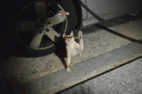 미소사료 이미지
