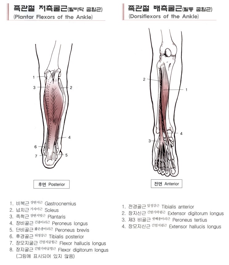 종아리(하퇴)의 근육 10 Flexor digitorum longus 긴발가락굽힘근 장지굴근(長趾屈筋