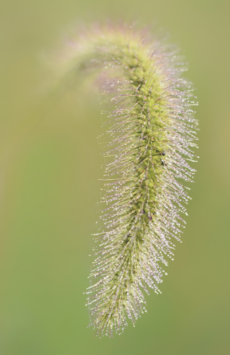 f017_mike_moats_dewyseedhead_201512229.p