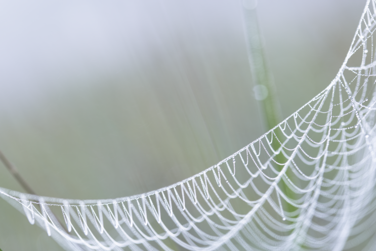 f017_wil_mijer_spiderweb_20151222.png?ty