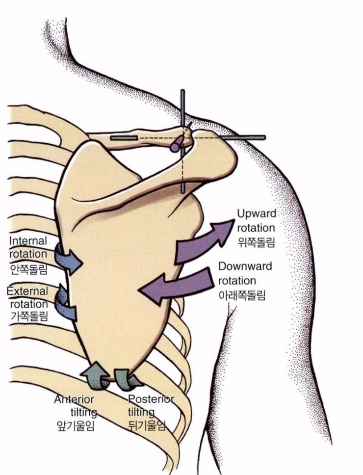 견갑골 하방회전 증후군(scapular downward rotation syndrome) 네이버 블로그