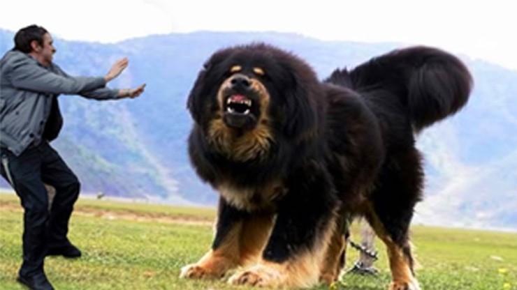 one of the largest dog breeds in the world codycross