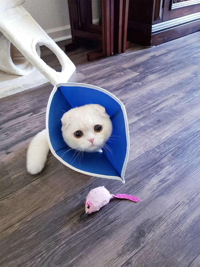 funny-pets-with-cones-5ed9e3d35456f__700.jpg?type=w2