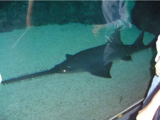 [재밋는 동물얘기]톱상어랑 톱가오리의 차이점을 아니?