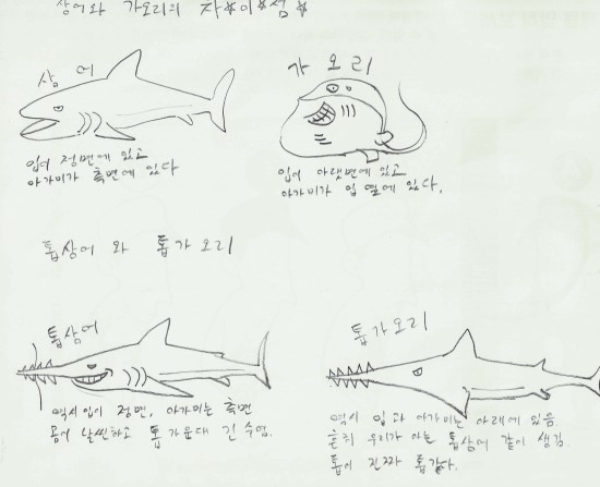 [재밋는 동물얘기]톱상어랑 톱가오리의 차이점을 아니?